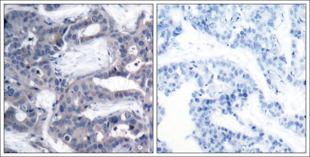 Anti-phospho-MAP2K2 (pThr394) antibody produced in rabbit affinity isolated antibody
