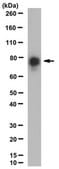 Anti-Pan-PTPR Antibody,clone N165/43 clone N165/43, from mouse