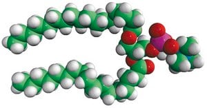 17:0 PC 1,2-diheptadecanoyl-sn-glycero-3-phosphocholine, chloroform