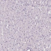 Anti-GNG12 antibody produced in rabbit Prestige Antibodies&#174; Powered by Atlas Antibodies, affinity isolated antibody, buffered aqueous glycerol solution