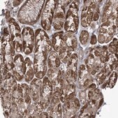 抗-PHLDB2 兔抗 Prestige Antibodies&#174; Powered by Atlas Antibodies, affinity isolated antibody, buffered aqueous glycerol solution
