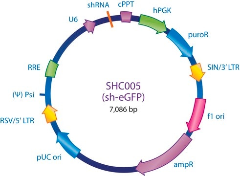 MISSION&#174; pLKO.1-puro eGFP shRNA Control Plasmid DNA shRNA sequence targeting eGFP