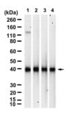 Anti-PRMT1 Antibody, clone 3G10 ZooMAb® Rabbit Monoclonal recombinant, expressed in HEK 293 cells