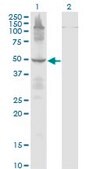 Monoclonal Anti-ETF1, (C-terminal) antibody produced in mouse clone 2H4, purified immunoglobulin, buffered aqueous solution