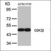 Anti-GSK3B (Ab-9) antibody produced in rabbit affinity isolated antibody