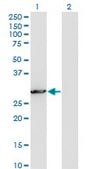 Monoclonal Anti-PCSK1N, (C-terminal) antibody produced in mouse clone 1E9, purified immunoglobulin, buffered aqueous solution