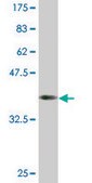 Monoclonal Anti-C18ORF23 antibody produced in mouse clone 3A1, purified immunoglobulin, buffered aqueous solution
