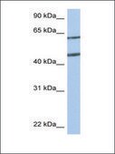 Anti-NTN4 antibody produced in rabbit affinity isolated antibody, lyophilized powder