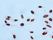 Anti-acetyl-Histone H2B type 1-B (K20) antibody, clone 21F11, Rabbit Monoclonal recombinant, expressed in HEK293F cells