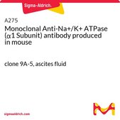 Monoclonal Anti-Na+/K+ ATPase (α1 Subunit) antibody produced in mouse clone 9A-5, ascites fluid