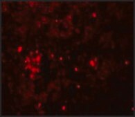 Anti-HVCN1 antibody produced in rabbit affinity isolated antibody, buffered aqueous solution