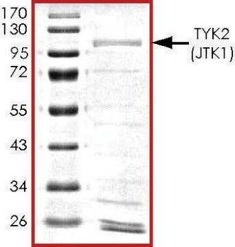 TYK2 (JTK1), active, GST tagged human PRECISIO&#174;, recombinant, expressed in baculovirus infected Sf9 cells, &#8805;70% (SDS-PAGE), buffered aqueous glycerol solution