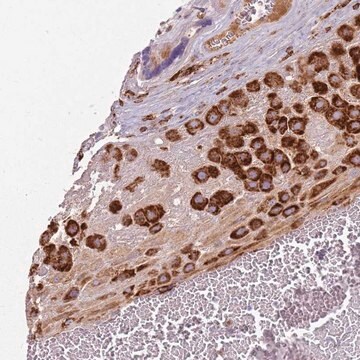 Anti-COLGALT1 antibody produced in rabbit Prestige Antibodies&#174; Powered by Atlas Antibodies, affinity isolated antibody, buffered aqueous glycerol solution