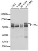 Anti-FXR1 Antibody, clone 2S2B1, Rabbit Monoclonal