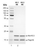 Human recombinant histone H3.3-H4 tetramers Human recombinant histone H3.3-H4 tetramers expressed in E Coli as fusion proteins with either an N-terminal FLAG or 6xHis epitopes &amp; purified by Fast Protein Liquid Chromatography (FPLC).