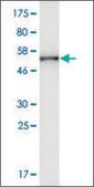 Monoclonal Anti-SH3GL2 antibody produced in mouse clone 2C4, ascites fluid, solution