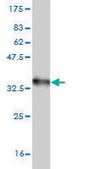 Monoclonal Anti-CXCR4, (N-terminal) antibody produced in mouse clone 2G9, purified immunoglobulin, buffered aqueous solution