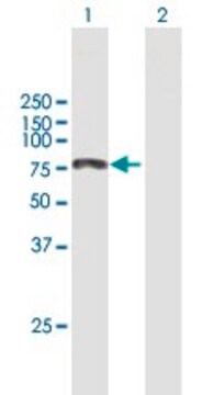 Anti-KIAA0430 antibody produced in mouse purified immunoglobulin, buffered aqueous solution