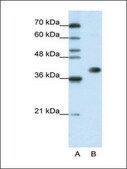 Anti-HNRPA3 antibody produced in rabbit IgG fraction of antiserum