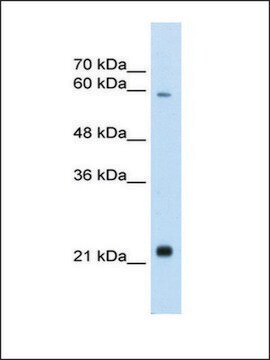 Anti-RBPJL antibody produced in rabbit IgG fraction of antiserum