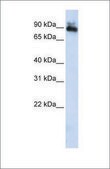Anti-SP4 antibody produced in rabbit affinity isolated antibody