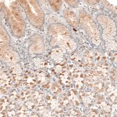 Anti-NCR3LG1 antibody produced in rabbit Prestige Antibodies® Powered by Atlas Antibodies, affinity isolated antibody, buffered aqueous glycerol solution