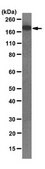 Anti-Rictor Antibody, clone 9F1.2 clone 9F1.2, from mouse