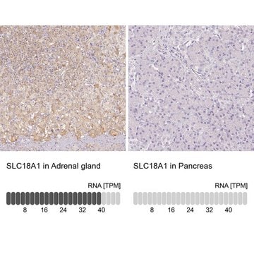 Anti-SLC18A1 antibody produced in rabbit Prestige Antibodies&#174; Powered by Atlas Antibodies, affinity isolated antibody