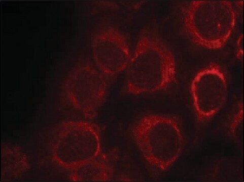 Anti-SMAD1 (Ab-465) antibody produced in rabbit affinity isolated antibody