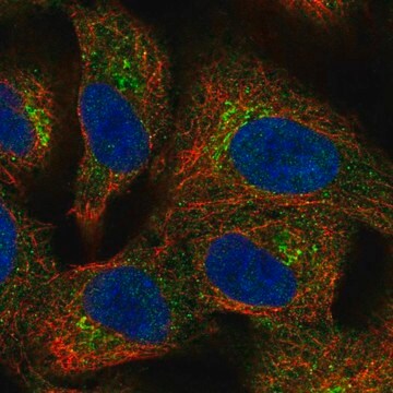 Anti-BIRC6 antibody produced in rabbit Prestige Antibodies&#174; Powered by Atlas Antibodies, affinity isolated antibody