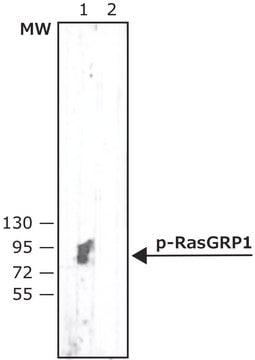 Anti-phospho-RasGRP1(pThr184) antibody, Mouse monoclonal clone p-RasGRP1-1, purified from hybridoma cell culture