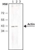 Anti-Rabbit IgG (&#947;-chain specific)&#8722;Biotin antibody, Mouse monoclonal clone RG-96, purified from hybridoma cell culture