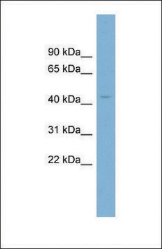 抗 CRBN，（N-末端） 兔抗 affinity isolated antibody
