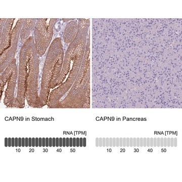 Anti-CAPN9 antibody produced in rabbit Prestige Antibodies&#174; Powered by Atlas Antibodies, affinity isolated antibody, buffered aqueous glycerol solution