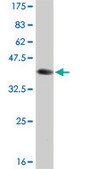 Monoclonal Anti-BOLL antibody produced in mouse clone 1A2, purified immunoglobulin, buffered aqueous solution