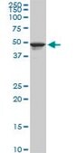 Monoclonal Anti-TPBG antibody produced in mouse clone 1B6, purified immunoglobulin, buffered aqueous solution