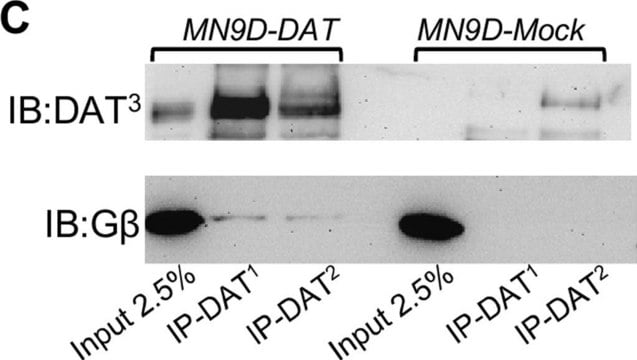 Anti-Dopamine Transporter Antibody, NT, clone DAT-Nt culture supernatant, clone DAT-Nt, Chemicon&#174;