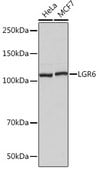 Anti-LGR6 Antibody, clone 8J2J10, Rabbit Monoclonal