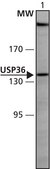 Anti-USP36 (811-825) antibody produced in rabbit IgG fraction of antiserum, buffered aqueous solution