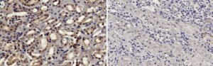 Anti-UNC13B Antibody, clone 1B23 ZooMAb® Rabbit Monoclonal recombinant, expressed in HEK 293 cells