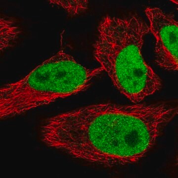 抗-SPIN1 兔抗 Prestige Antibodies&#174; Powered by Atlas Antibodies, affinity isolated antibody