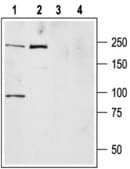 Anti-Sodium Channel PN1 antibody produced in rabbit affinity isolated antibody, lyophilized powder