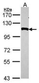 Anti-NPEPPS antibody produced in rabbit affinity isolated antibody, buffered aqueous solution