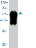 Monoclonal Anti-FBXO6 antibody produced in mouse clone 3F10, purified immunoglobulin, buffered aqueous solution