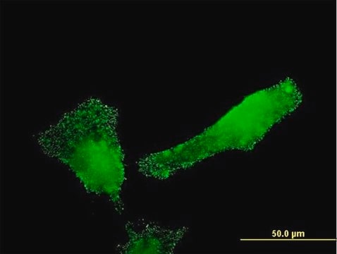 Monoclonal Anti-SH2D3C, (N-terminal) antibody produced in mouse clone 2E3, purified immunoglobulin, buffered aqueous solution