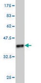 ANTI-PRKCD antibody produced in mouse clone 8H6, purified immunoglobulin, buffered aqueous solution