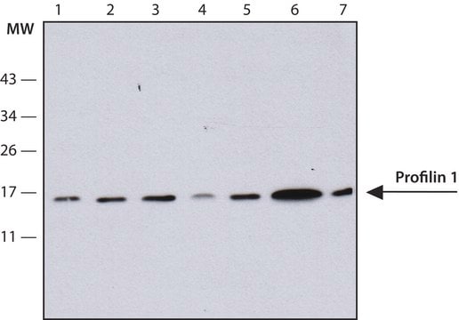 Anti-Profilin 1 antibody, Mouse monoclonal clone Profilin 1-3, purified from hybridoma cell culture