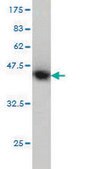 Monoclonal Anti-PTK2 antibody produced in mouse clone 1C1, purified immunoglobulin, buffered aqueous solution