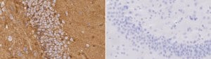 Anti-Aquaporin 4 Antibody Chemicon&#174;, from rabbit
