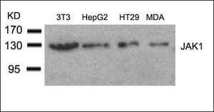 Anti-JAK1 (Ab-1022) antibody produced in rabbit affinity isolated antibody